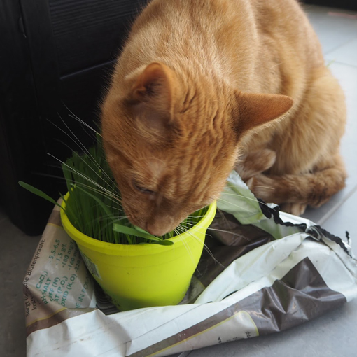 Trawa dla kota, Cat Grass
