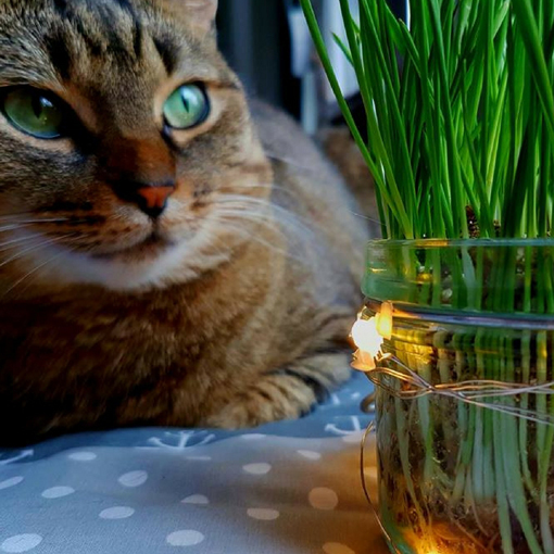 Trawa dla kota, Cat Grass