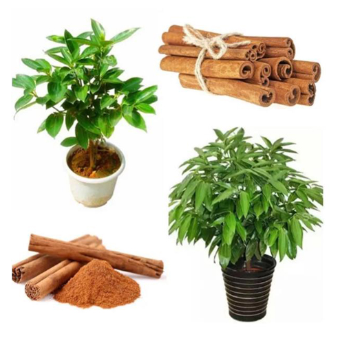 Cynamonowiec cynamon, Cinnamomum verum