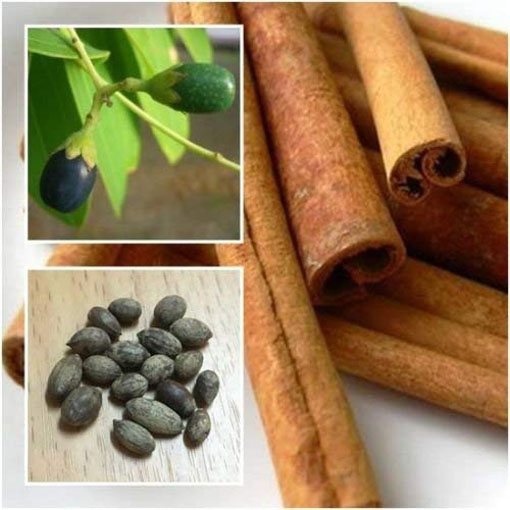 Cynamonowiec cynamon, Cinnamomum verum