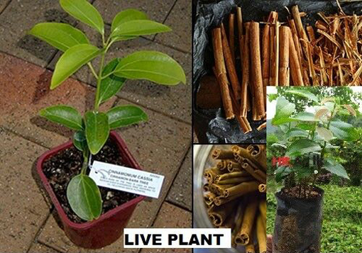 Cynamonowiec cynamon, Cinnamomum verum