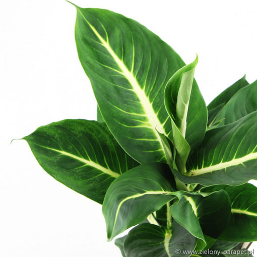 Difenbachia zielona szt.3 N649