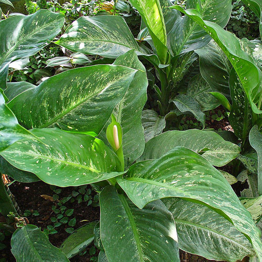 Difenbachia zielona Diffenbachia green