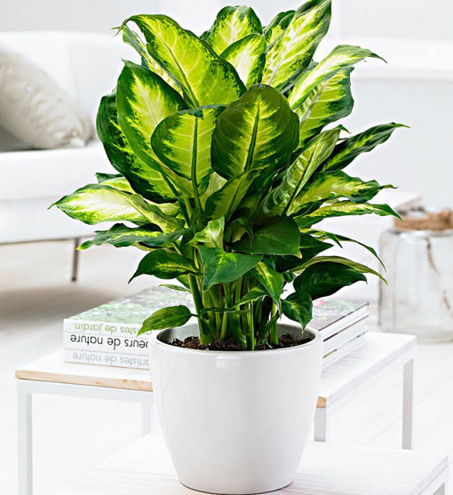 Difenbachia zielona Diffenbachia