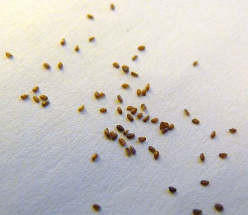 Eustoma goryczkowa żółta Lisanthus Rusellianus yellow