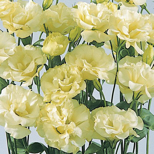 Eustoma goryczkowa żółta Lisanthus Rusellianus yellow