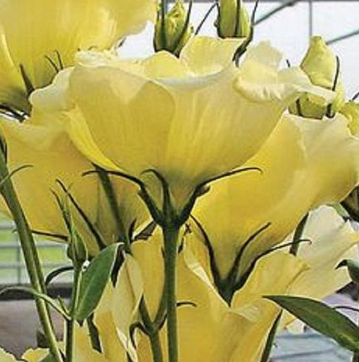 Eustoma goryczkowa żółta Lisanthus Rusellianus yellow