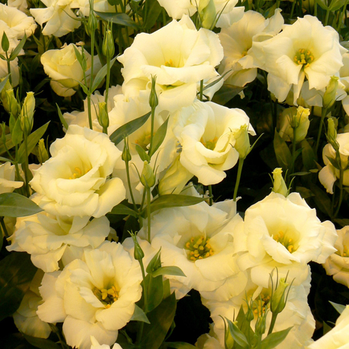 Eustoma goryczkowa żółta Lisanthus Rusellianus yellow