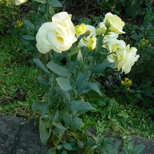 Eustoma goryczkowa żółta Lisanthus Rusellianus yellow