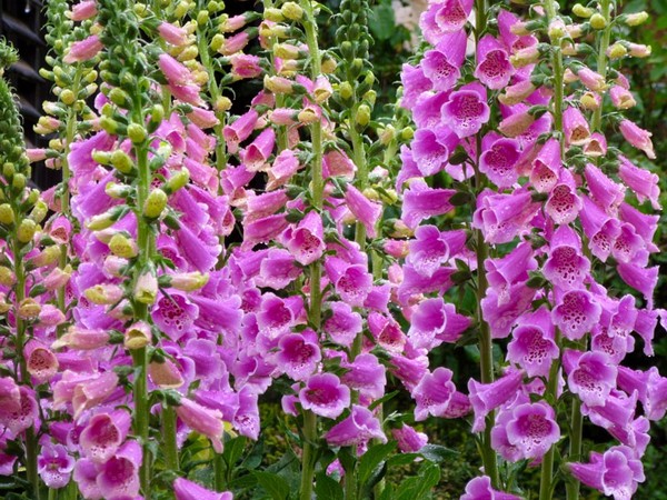 Nasiona Naparstnica purpur Digitalis, Digitalis purpurea