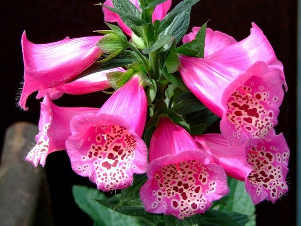 Nasiona Naparstnica purpur Digitalis, Digitalis purpurea