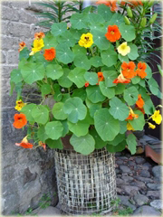 Nasturcja pnąca na balkon lub ogród