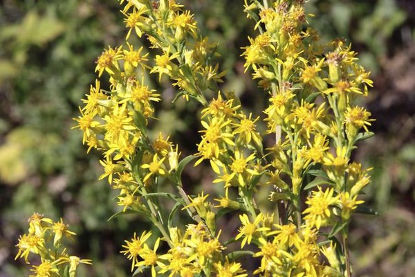 Nasiona Nawłoć pospolita Solidago, Solidago virgaurea