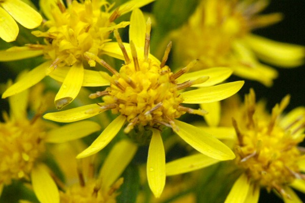 Nasiona Nawłoć pospolita Solidago, Solidago virgaurea