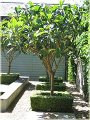 Nieśplik japoński, miszpelnik japoński, kosmatka japońska jadalny