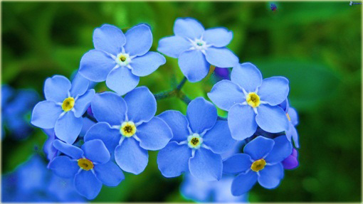 Niezapominajka niezabudka niebieska