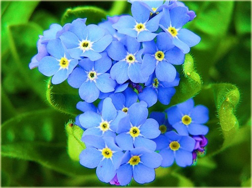 Niezapominajka niezabudka niebieska