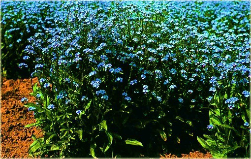 Niezapominajka niezabudka niebieska