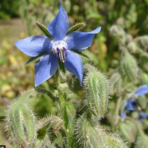 Ogórecznik lekarski zioła, Borago officinalis
