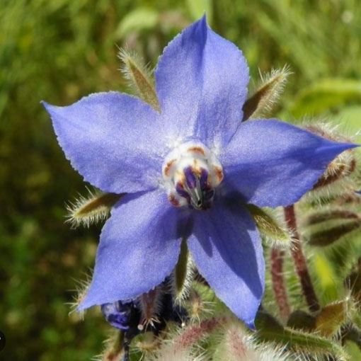 Ogórecznik lekarski zioła, Borago officinalis