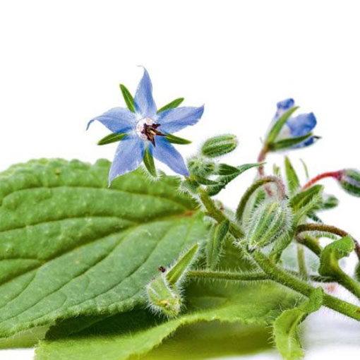 Ogórecznik lekarski zioła, Borago officinalis