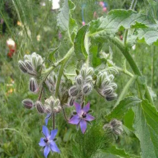 Ogórecznik lekarski zioła, Borago officinalis