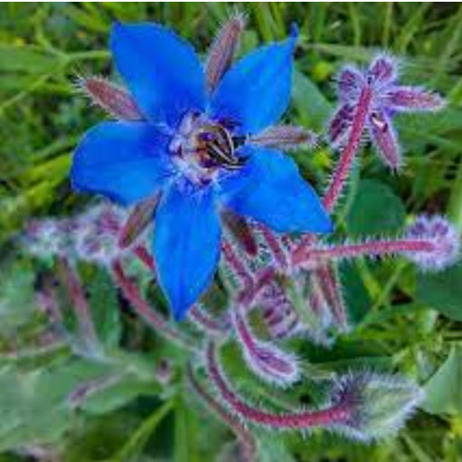 Ogórecznik lekarski zioła, Borago officinalis