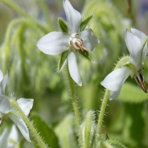 Ogórecznik lekarski zioła, Borago officinalis