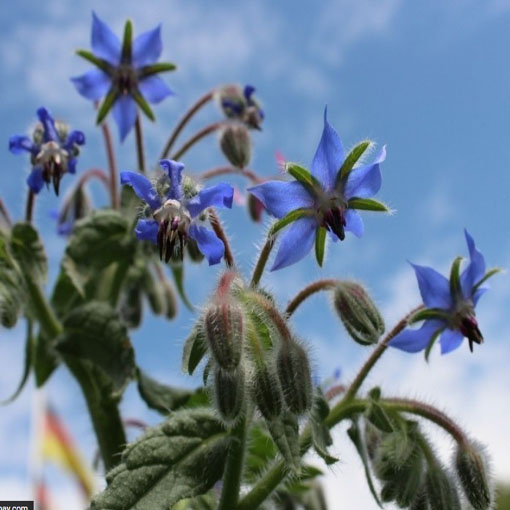 Ogórecznik lekarski zioła, Borago officinalis