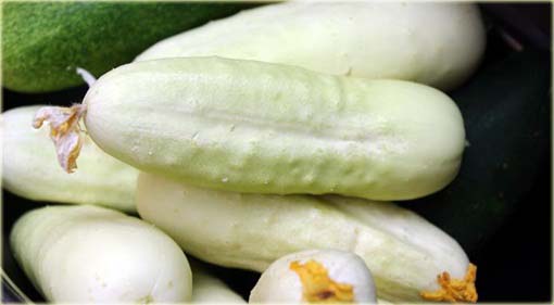 Ogórek biały