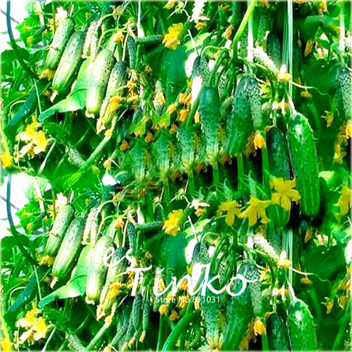 Ogórek Cuke gronowy zwisający