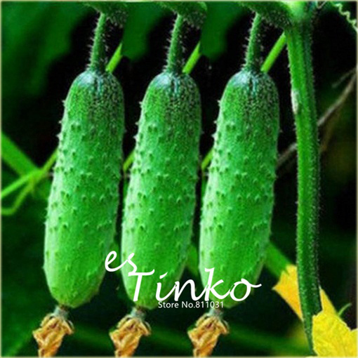 Ogórek Cuke gronowy zwisający