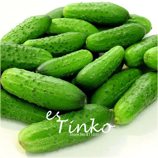 Ogórek Cuke gronowy zwisający