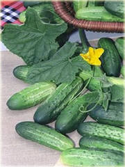 Ogórek Cuke gronowy zwisający