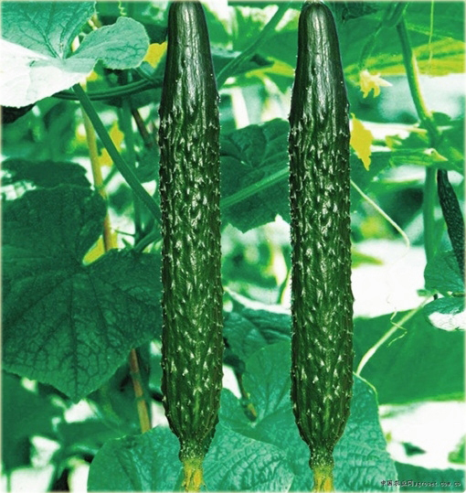 Ogórek długi Pekin