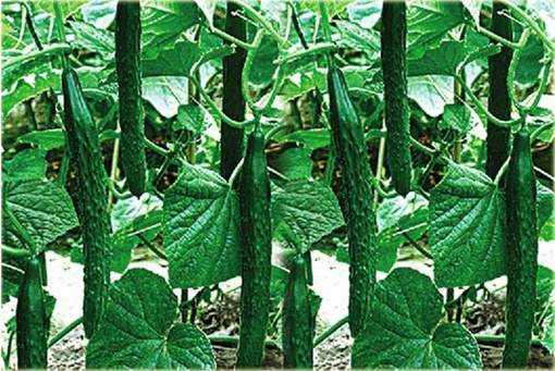 Ogórek długi Pekin