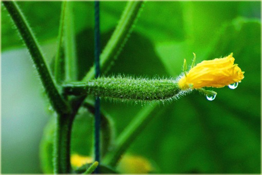 Ogórek długi Pekin