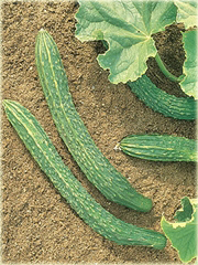 Ogórek długi Pekin