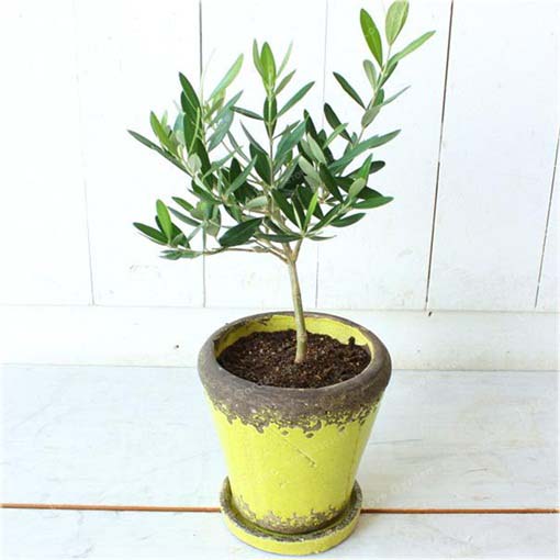 Oliwka europejska mini jadalna