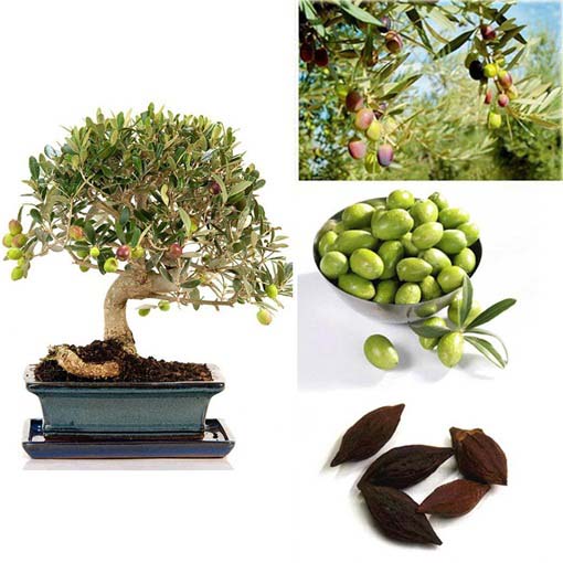 Oliwka europejska mini jadalna