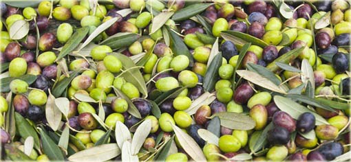 Oliwka europejska mini jadalna