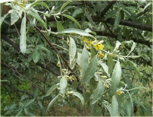 Oliwnik wąskolistny, dzika oliwka albo rosyjska oliwka jadalne owoce Sha Zao