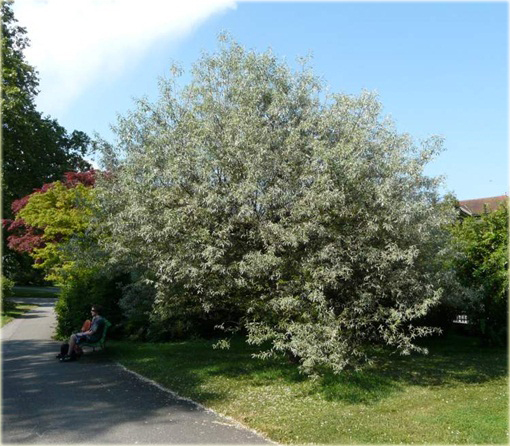 Oliwnik wąskolistny, dzika oliwka albo rosyjska oliwka jadalne owoce Sha Zao