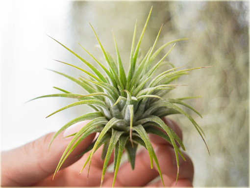 Nasiona Oplątwa niezwykła, Tillandsia
