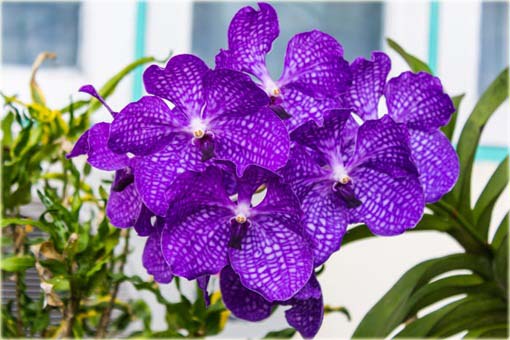 Orchidea fioletowa, storczyk