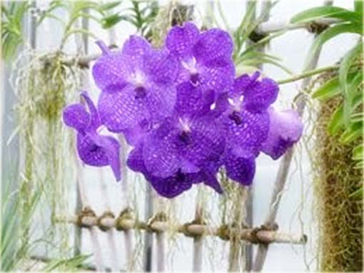 Orchidea fioletowa, storczyk