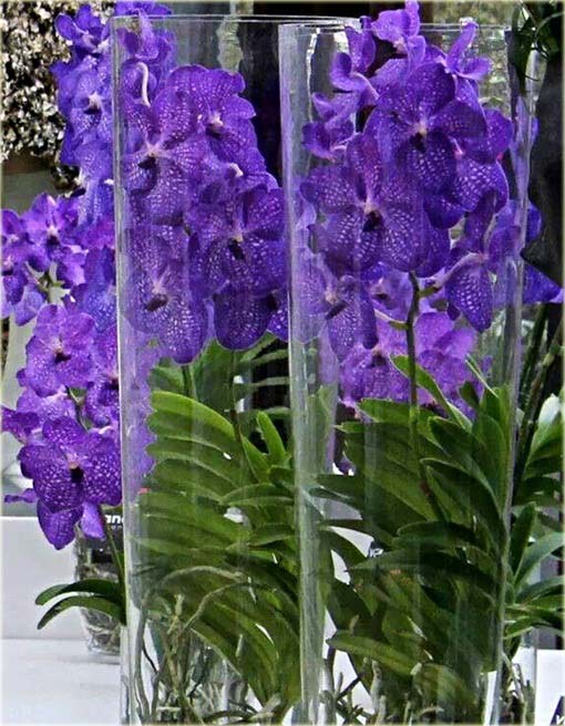 Orchidea fioletowa, storczyk