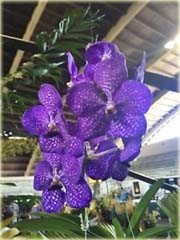 Orchidea fioletowa, storczyk