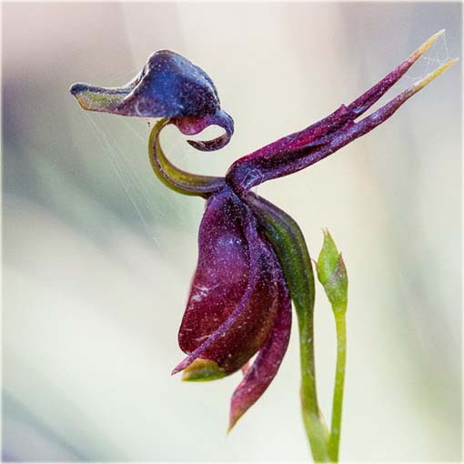 Orchidea Latająca kaczka