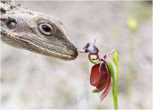 Orchidea Latająca kaczka